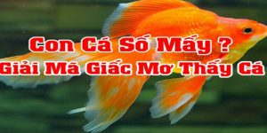 Chiêm bao thấy cá con số nào được chọn để phát tài?