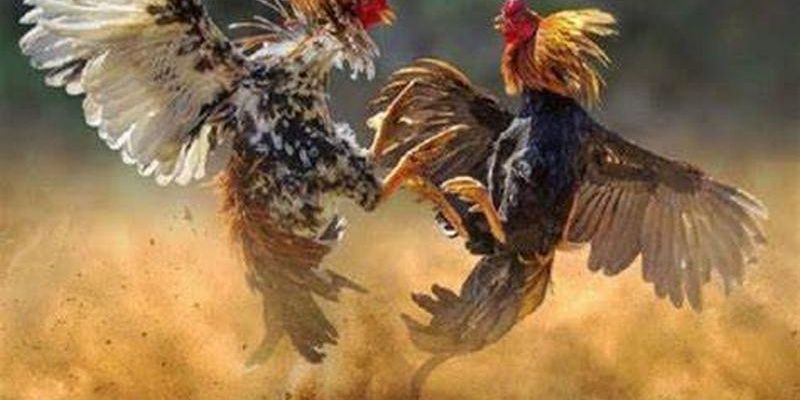 Đá gà Thomo Là Gì? Tổng Hợp 5 Trang Đá Gà Thomo Trực Tiếp Hôm Nay 1 Top 5 nhà cái đá gà Thomo trực tiếp