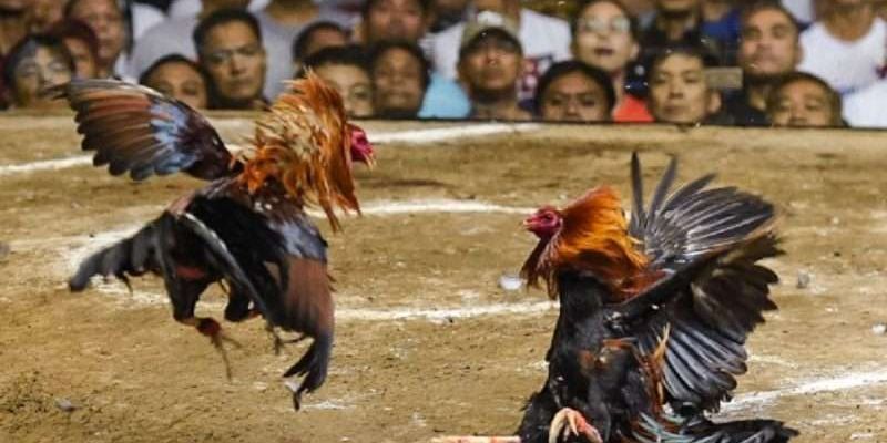 Đá gà Thomo Là Gì? Tổng Hợp 5 Trang Đá Gà Thomo Trực Tiếp Hôm Nay 3 Địa điểm nhà cái uy tín về những trận đá gà Thomo trực tiếp