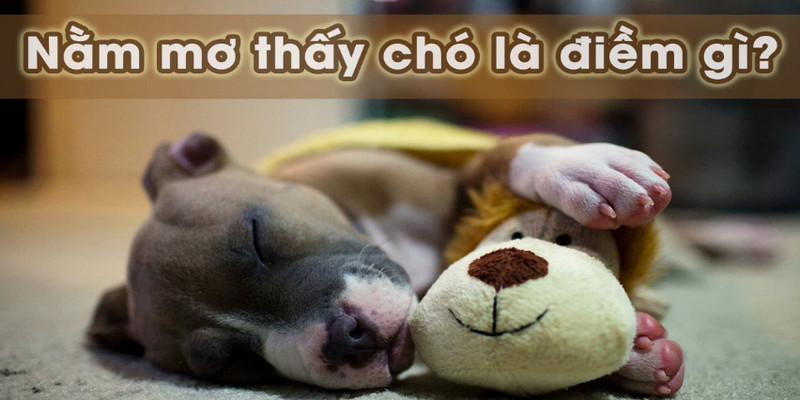 Chiêm Bao Thấy Chó Bật Mí Con Số May Mắn Nào? 1 Chiêm bao thấy chó bật mí con số may mắn