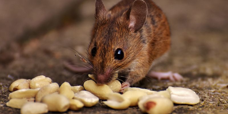 Giải Mã Nằm Mơ Thấy Chuột Đánh Số Mấy Chuẩn Xác Nhất 3 Ngủ mơ thấy chuột đánh con gì chuẩn xác nhất?