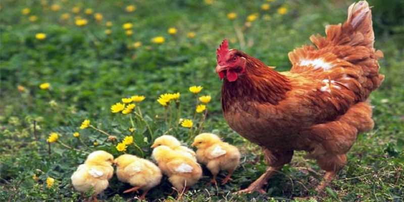 Mơ thấy con gà có tốt hay xấu? Đánh con gì để trúng lớn? 1 Nằm ngủ mơ thấy gà có phải là điềm báo không tốt?