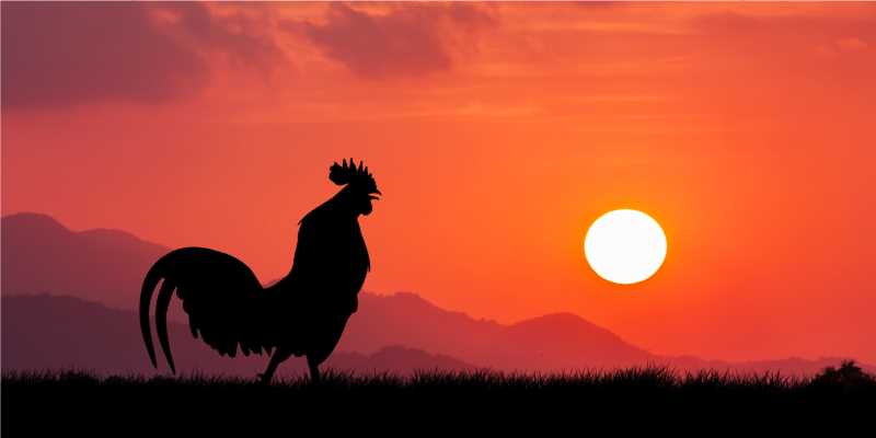 Mơ thấy con gà có tốt hay xấu? Đánh con gì để trúng lớn? 3 Mơ thấy gà thì bắt con số nào để thắng giải lớn?