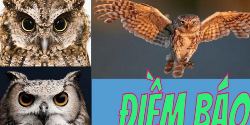 Chim Bay Vào Nhà Đánh Con Gì Để Tiền Tài Đầy Nhà 2 Chim cú mèo bay vào nhà thì gia đình bạn sắp có thêm nhiều tài lộc