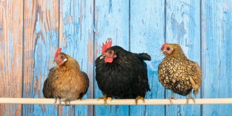 Gợi Ý Nằm Mơ Thấy Gà Đánh Con Gì Chuẩn Nhất 3 Mơ thấy gà đánh con gì chuẩn nhất hiện nay