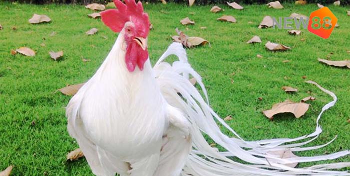 Gợi Ý Nằm Mơ Thấy Gà Đánh Con Gì Chuẩn Nhất 1 Ý nghĩa đằng sau việc nằm mơ thấy gà