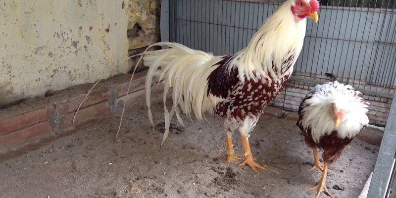 Cách Nuôi Gà Đá Bo Lớn Gia Tăng Lực Tấn Công Thần Tốc 1 Tìm hiểu về gà đá bo lớn là như thế nào?