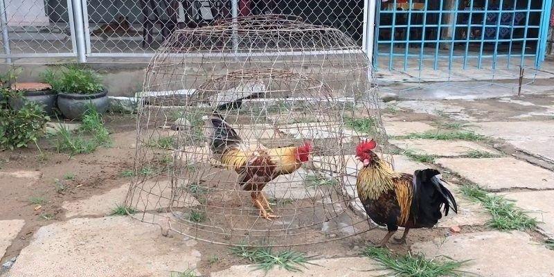 Cách Nuôi Gà Đá Bo Lớn Gia Tăng Lực Tấn Công Thần Tốc 3 Cách nuôi gà đá bo lớn cơ bản cho newbie