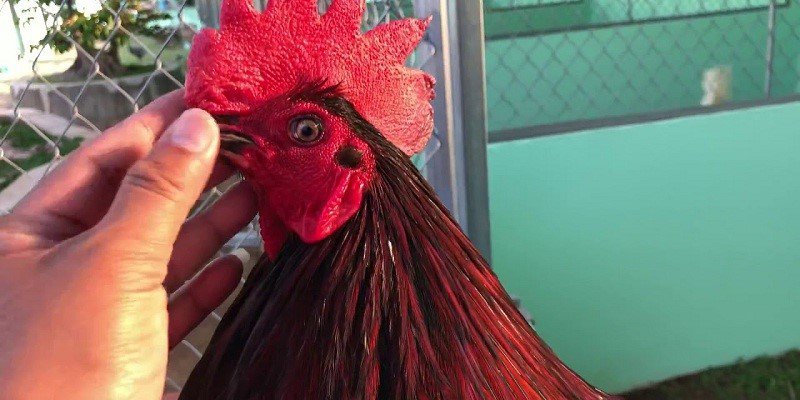 Cách Nuôi Gà Đá Bo Lớn Gia Tăng Lực Tấn Công Thần Tốc 5 Anh em nên bổ sung đầy đủ khoáng chất cho chiến kê