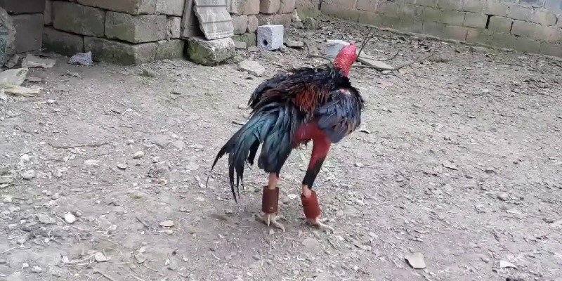 Cách Nuôi Gà Đá Bo Lớn Gia Tăng Lực Tấn Công Thần Tốc 6 Gia tăng cơ bắp và sức chịu đựng cho chiến kê