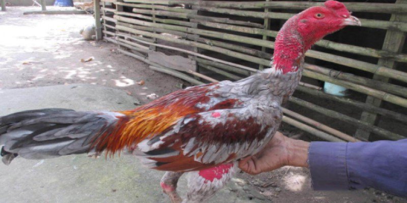 Cách Nuôi Gà Đá Bo Lớn Gia Tăng Lực Tấn Công Thần Tốc 7 Chuồng trại nuôi chiến kê phải luôn sạch sẽ