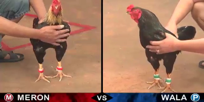 Đá Gà Thomo Tiền Lớn: Trận Đá Gà Hằng Năm Cực Lớn Của New88 1 Trận đá gà Thomo tiền lớn khủng nhất lịch sử với giá trị 15 tỷ