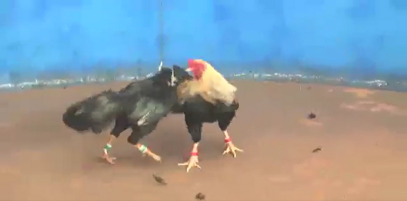 Đá Gà Thomo Tiền Lớn: Trận Đá Gà Hằng Năm Cực Lớn Của New88 3 Thực hư về trận đá gà Thomo tiền lớn đỉnh cao 15 tỷ ra sao