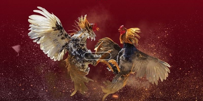 Bùng Nổ Đam Mê Cùng Đá Gà Trực Tiếp New88 Mới Nhất 2024 2 Đá gà trực tiếp Thomo luôn cập nhật những trận đấu hấp dẫn