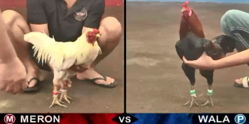 Gà Xanh Trích Đá Thomo - Chiến Kê “Bất Khả Chiến Bại’’ 2 Gà xanh trích có rất nhiều trận chiến hay và hấp dẫn