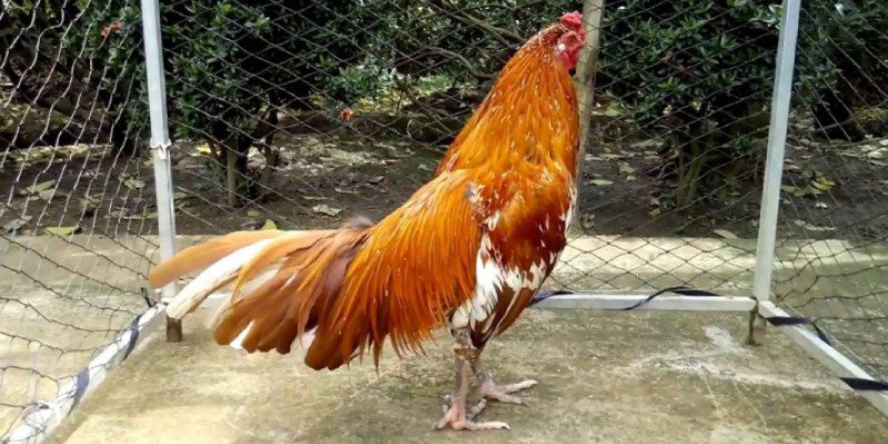 Tuyệt Chiêu Xem Màu Mạng Gà Đá Dựa Theo Luật Ngũ Hành Chuẩn 3 Màu mạng gà cho người hợp mệnh Kim