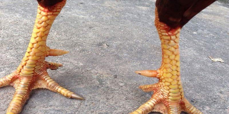 Hơn 15 Cách Xem Vảy Gà Đá Để Nhận Biết Chiến Kê Siêu Phàm 1 Kể thủ xem vảy gà đá như thế nào?