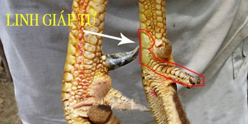 Hơn 15 Cách Xem Vảy Gà Đá Để Nhận Biết Chiến Kê Siêu Phàm 3 Xem vảy chiến kê linh giáp tử