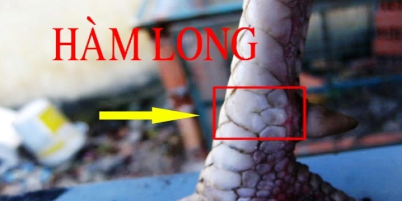 Hơn 15 Cách Xem Vảy Gà Đá Để Nhận Biết Chiến Kê Siêu Phàm 5 Xem vảy chiến kê hổ khẩu và vảy hàm long