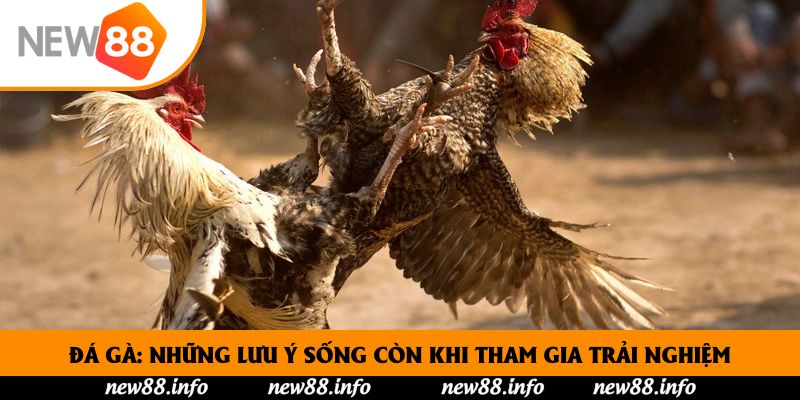 New88 - Sân chơi chọi gà trực tuyến an toàn và uy tín